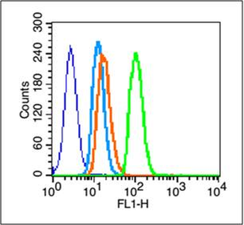 Phospho-EGFR (Ser1045) Rabbit Polyclonal Antibody