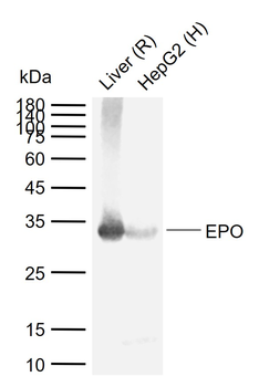 EPO Rabbit Polyclonal Antibody