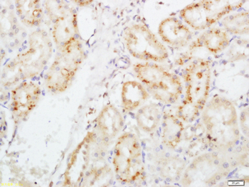 EPO Rabbit Polyclonal Antibody