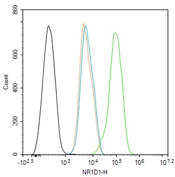 NR1D1 Rabbit Polyclonal Antibody