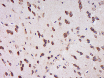 NR1D1 Rabbit Polyclonal Antibody