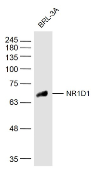 NR1D1 Rabbit Polyclonal Antibody