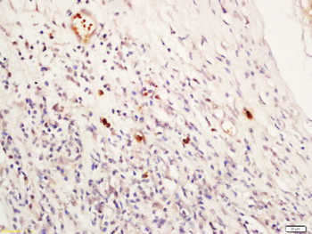 NR1D1 Rabbit Polyclonal Antibody