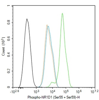 Phospho-NR1D1 (Ser55 + Ser59) Rabbit Polyclonal Antibody