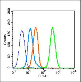 Phospho-Estrogen Receptor alpha (Ser104 + Ser106) Rabbit Polyclonal Antibody