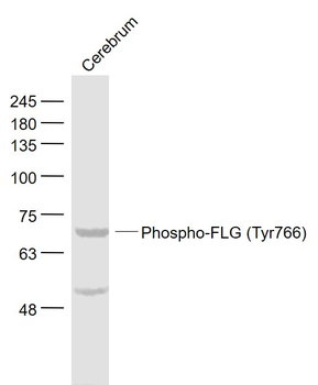 Phospho-FLG (Tyr766) Rabbit Polyclonal Antibody