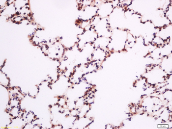 Phospho-PLCG1 (Tyr783) Rabbit Polyclonal Antibody