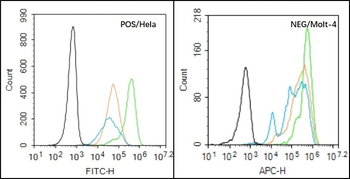 Phospho-FoxO1 (Ser256) Rabbit Polyclonal Antibody