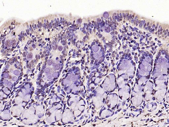 Phospho-FoxO1 (Ser256) Rabbit Polyclonal Antibody