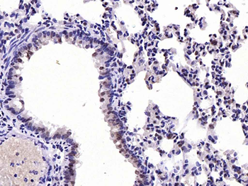 Phospho-FoxO1 (Ser256) Rabbit Polyclonal Antibody