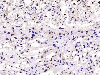 Phospho-FoxO1 (Ser256) Rabbit Polyclonal Antibody
