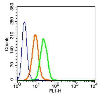 Phospho-FoxO1 (Ser256) Rabbit Polyclonal Antibody