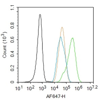 Phospho-FoxO1 (Ser256) Rabbit Polyclonal Antibody