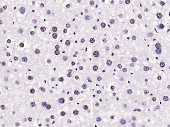 Phospho-FoxO1 (Ser256) Rabbit Polyclonal Antibody