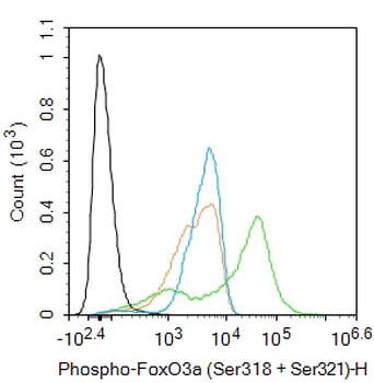 Phospho-FoxO3a (Ser318 + Ser321) Rabbit Polyclonal Antibody