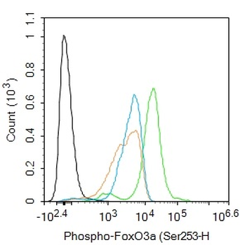 Phospho-FoxO3a (Ser253) Rabbit Polyclonal Antibody
