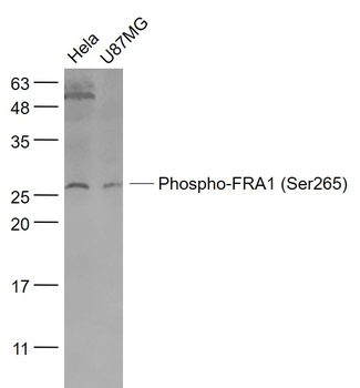 Phospho-FRA1 (Ser265) Rabbit Polyclonal Antibody