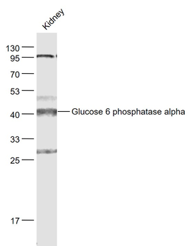 G6PC Rabbit Polyclonal Antibody