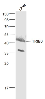 TRIB3 Rabbit Polyclonal Antibody