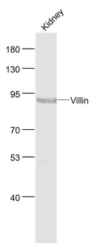 Villin Rabbit Polyclonal Antibody