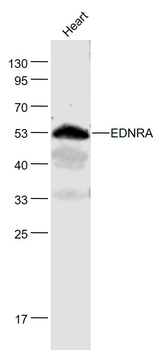 EDNRA Rabbit Polyclonal Antibody