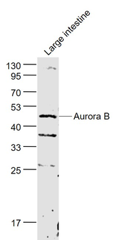 Aurora B Rabbit Polyclonal Antibody