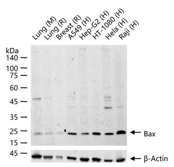 Bax Recombinant Rabbit Monoclonal Antibody
