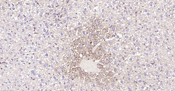 Bax Recombinant Rabbit Monoclonal Antibody