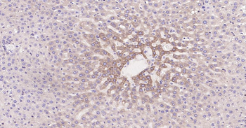 Bax Recombinant Rabbit Monoclonal Antibody