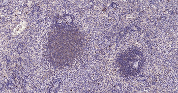 Bax Recombinant Rabbit Monoclonal Antibody