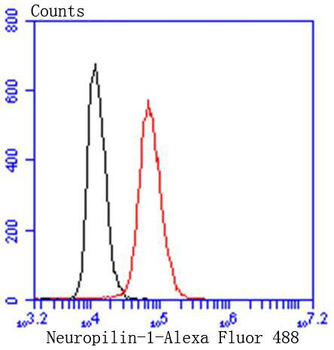 Neuropilin-1 Recombinant Rabbit Monoclonal Antibody