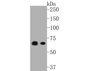 MEKK3 Recombinant Rabbit Monoclonal Antibody