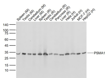 PSMA1 Recombinant Rabbit Monoclonal Antibody