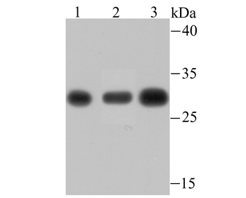 PSMA1 Recombinant Rabbit Monoclonal Antibody