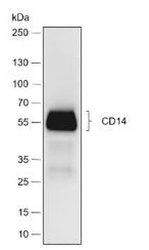 CD14 Recombinant Rabbit Monoclonal Antibody