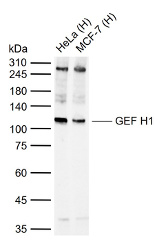 GEF H1 Recombinant Rabbit Monoclonal Antibody