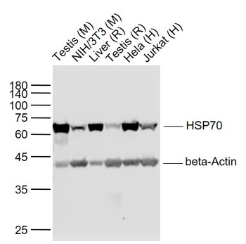 HSP70 Recombinant Rabbit Monoclonal Antibody