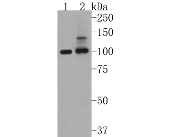 PSD93/DLG2 Recombinant Rabbit Monoclonal Antibody