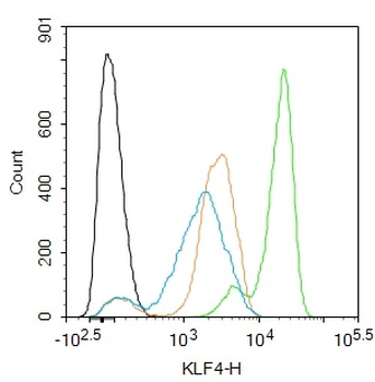 KLF4 Recombinant Rabbit Monoclonal Antibody