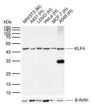 KLF4 Recombinant Rabbit Monoclonal Antibody