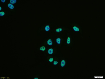 KLF4 Recombinant Rabbit Monoclonal Antibody