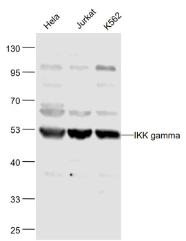 IKK gamma Rabbit Polyclonal Antibody