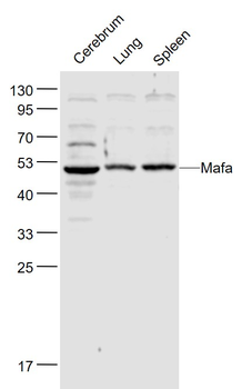 Mafa Rabbit Polyclonal Antibody