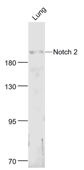 Notch 2 Rabbit Polyclonal Antibody
