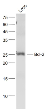 Bcl-2 Mouse Monoclonal Antibody