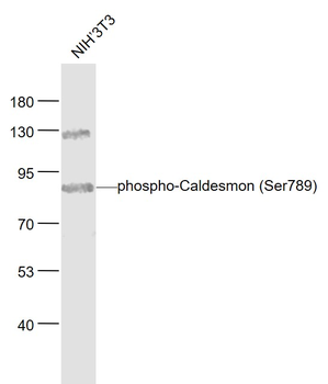 Phospho-Caldesmon (Ser789) Rabbit Polyclonal Antibody