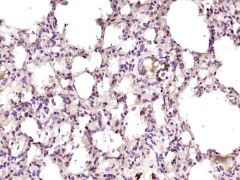 Phospho-Bcl-xL (Ser62) Rabbit Polyclonal Antibody