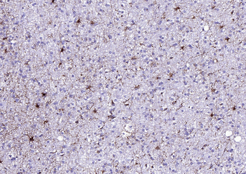 GFAP (ready to use) Mouse Monoclonal Antibody