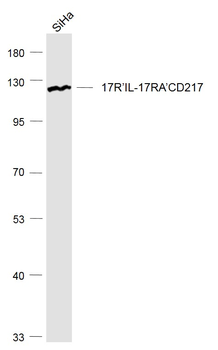IL17RA Rabbit Polyclonal Antibody