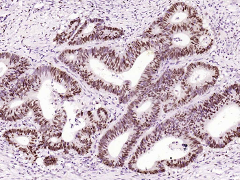 PCNA (ready to use) Mouse Monoclonal Antibody